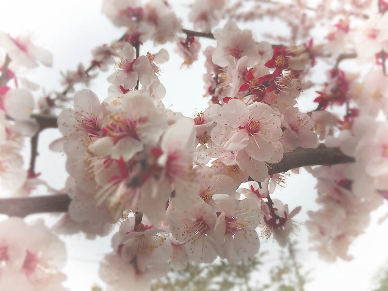 sakura toneri.jpg